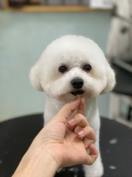 NGÀNH CHĂN NUÔI, CHUYÊN NGÀNH CHĂN NUÔI THÚ Y, KHOA NÔNG NGHIỆP VÀ THỦY SẢN - TRƯỜNG ĐẠI HỌC BẠC LIÊU LUÔN CHÚ TRỌNG THỰC HÀNH, THỰC TẬP TRONG SUỐT QUÁ TRÌNH ĐÀO TẠO
